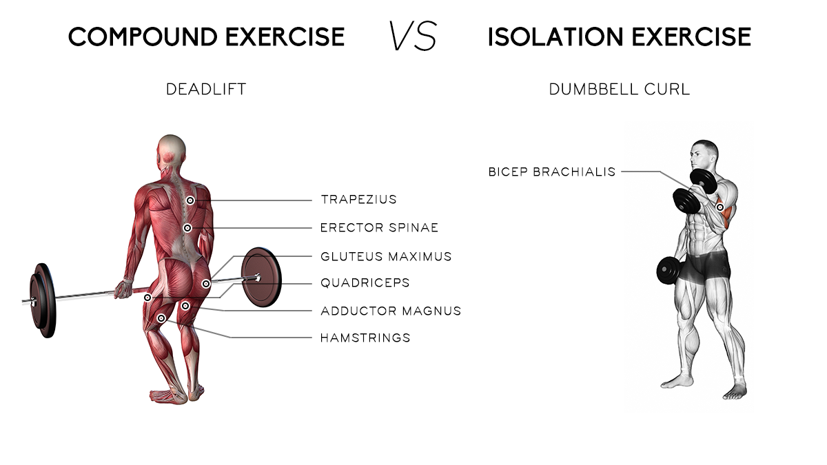 Difference Between Compound and Isolation Exercises